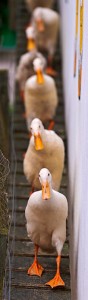 Teachers need their ducks in a row the first week of school